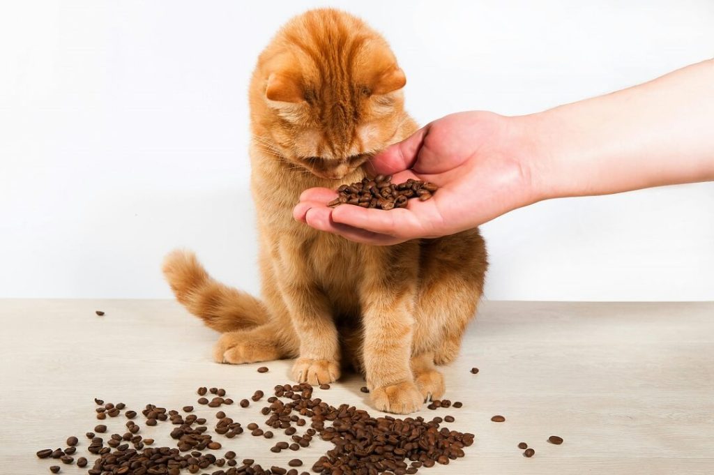 dog and cat near harmful foods for pets like chocolate and grapes